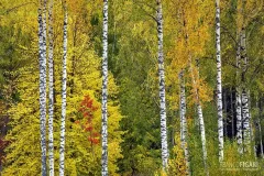 FIN1021_0860_Autumn colours (Finland)