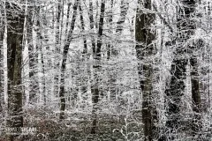 FRA1217_0100_Soft rime in the Bourgogne-Franche-Comtè forest (France)