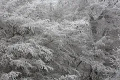 FRA1217_0101_Soft rime in the Bourgogne-Franche-Comtè region (France)