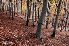 INT1118_0085_Autumn colours in the beech forest (Val d'Intelvi Italy)