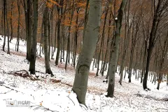 INT1118_0107_Winter colours in the beech forest (Val d'Intelvi Italy)