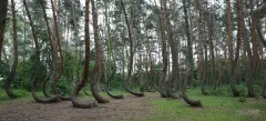 POL0617_0089_Crooked pine forest (Poland)