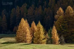 SVI1019_0790_Larch trees with autumn colours (Engadina Switzerland)