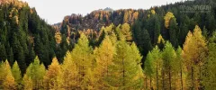 SVI1019_0791_Autumn colours in the larch forest (Switzerland)
