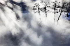 YEL0210_0106_Vapors and mist in the forest (Yellowstone USA)