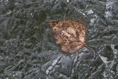 FIN0314_0130_A leaf trapped in the ice of a frozen lake (Finland)