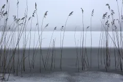 FIN0314_0154_Reeds trapped in the ice (Finland)