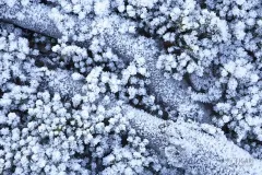 SVE1016_0137_Frozen undergrowth (Abisko National Park Sweden)