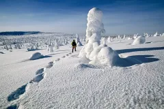 FIN0200_0187_Hiking with snow shoes in Lapland (Finland)