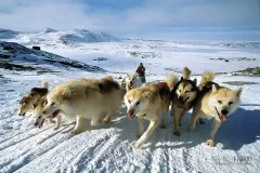 GRO0401_0178_Dogsled in the Disko Bay area (Greenland)