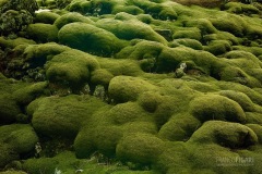 ISL0315_0738_Green moss covers lava formations (Iceland)