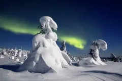 RII0219_0220_Northern lights in Riisitunturi National Park (Finland)