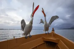KER0123_0990_Dalmatian pelicans on fisherman's boat (lake Kerkini Greece)