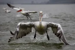 KER0123_0992_Flying after the fisherman's boat (lake Kerkini Greece)