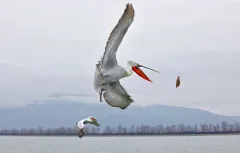 KER0123_0993_Flying for a fish (lake Kerkini Greece)