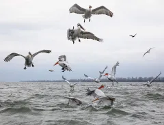 KER0123_0994_Fighting for a fish (lake Kerkini Greece)