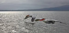 KER0123_0995_Dalmatian pelicans (lake Kerkini (Greece)