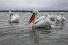 KER0123_0996_Dalmatian pelicans (lake Kerkini Greece)