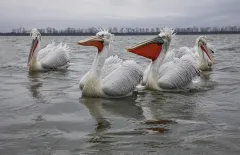 KER0123_0997_Dalmatian pelicans (lake Kerkini Greece)