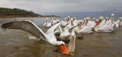 KER0123_0998_Fighting for a fish (lake Kerkini Greece)