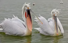 KER0123_1000_Couple of dalmatian pellicans (lake Kerkini Greece)