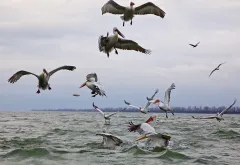 KER0123_1001_Fighting for a fish (lake Kerkini Greece)