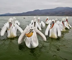 KER0123_1002_Dalmatian pelicans (lake Kerkini Greece)
