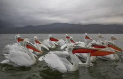 KER0123_1003_Dalmatian pelicans (lake Kerkini Greece)