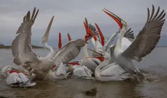 KER0123_1004_Dalmatian pelicans (lake Kerkini Greece)