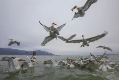 KER0123_1005_Dalmatian pelicans following fisherman's boat (lake Kerkini Greece)