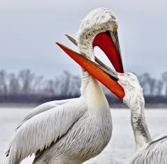 KER0123_1007_Dalmatian pelicans (lake Kerkini Greece)