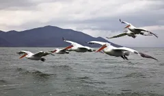 KER0123_1008_Dalmatian pelicans flying over lake Kerkini (Greece)