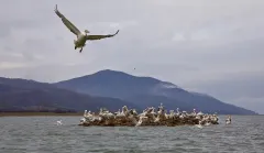 KER0123_1009_Dalmatian pelicans on the island (lake Kerkini Greece)