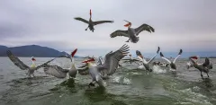 KER0123_1012_Dalmatian pelicans following fisherman's boat (lake Kerkini Greece)