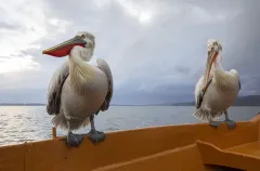 KER0123_1013_Dalmatian pelicans on fisherman's boat (lake Kerkini Greece)