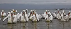 KER0123_1014_Dalmatian pelicans on the shore of lake Kerkini (Greece)