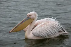 KER0123_1017_Pink pellican (lake Kerkini Greece)