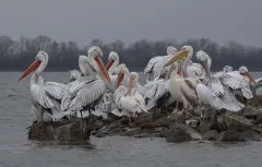 KER0123_1020_Dalmatian pellicans (lake Kerkini Greece)