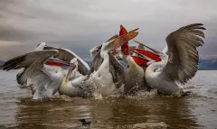 KER0123_1021_Fighting for a fish (lake Kerkini Greece)