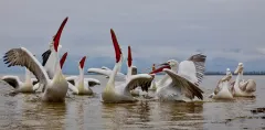 KER0123_1026_Dalmatian pelicans (lake Kerkini Greece)