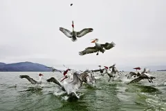 KER0123_1027_Fighting for a fish (lake Kerkini Greece)