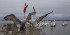 KER0123_1028_Dalmatian pelicans (lake Kerkini Greece)