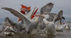 KER0123_1029_Fighting for a fish (lake Kerkini Greece)