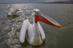 KER0123_1031_Dalmatian pelican (lake Kerkini Greece)