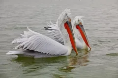 KER0123_1032_Couple of dalmatian pelicans (lake Kerkini Greece)