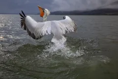 KER0123_1033_Dalmatian pelican (lake Kerkini Greece)