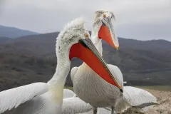 KER0123_1034_Dalmatian pelicans (lake Kerkini Greece)