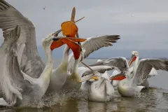 KER0123_1035_Fighting for a fish (lake Kerkini Greece)