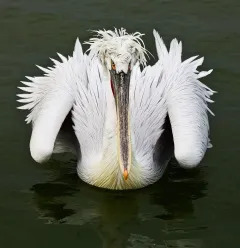 KER0123_1037_Dalmatian pelican (lake Kerkini Greece)