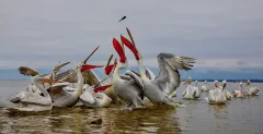 KER0123_1038_Fighting for a fish (lake Kerkini Greece)